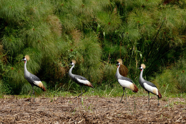 Kroonkraanvogels