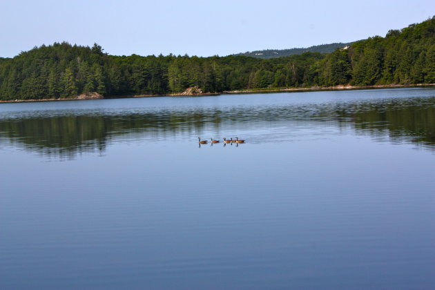 Canadeze ganzen op Norway Lake