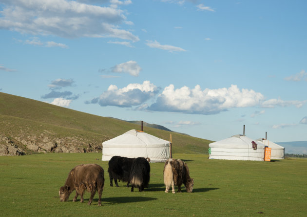 Yakken in Mongolië