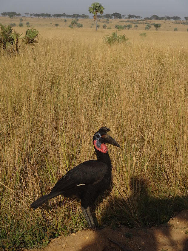 De trotse neushoornvogel