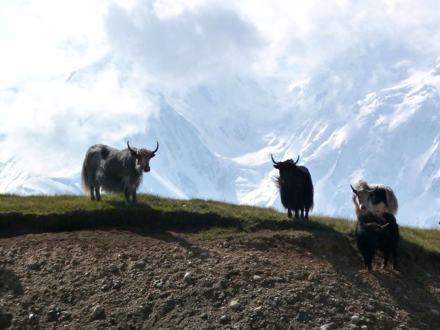 Yaks.