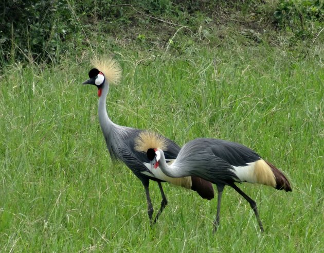 Paraderende kraanvogels