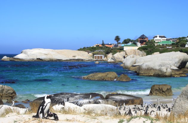 Snorkelen tussen de pinguïns 