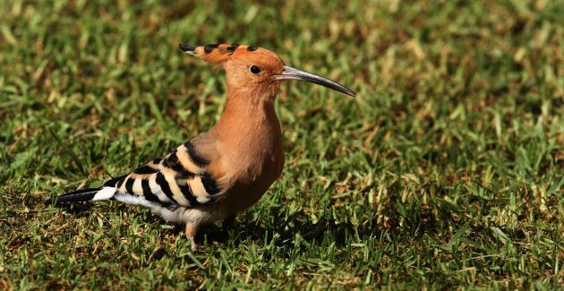  Africanse Hoopoe