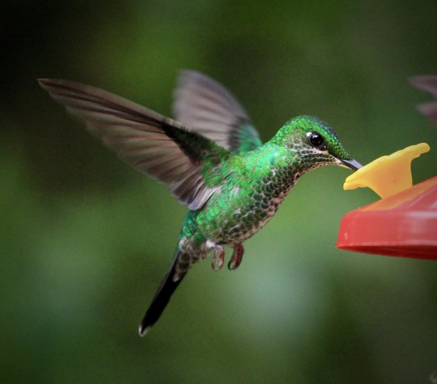 Het vogelrijk Costa Rica 6