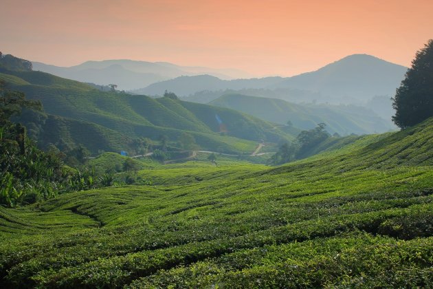 Verkoeling in de Cameron Highlands