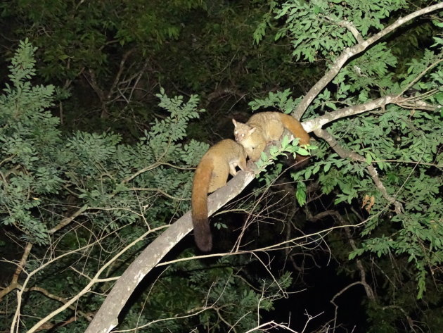 Bushbabies 