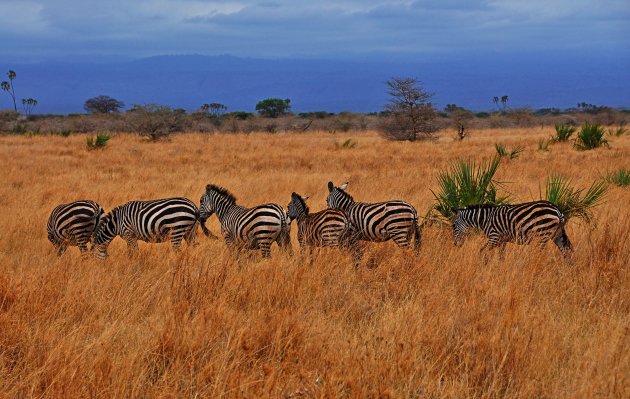 Een kudde zebras