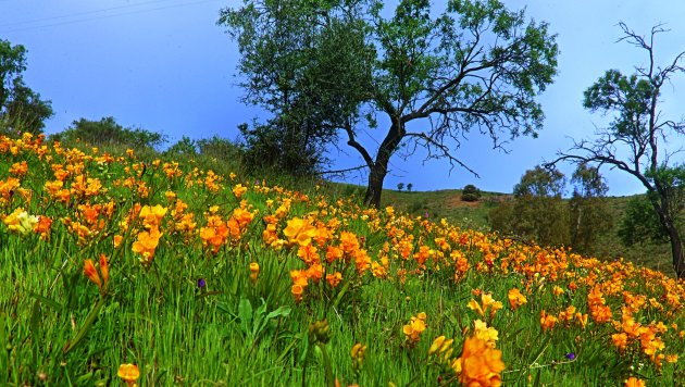 Wilde  Fresias