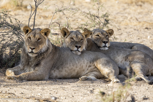 supertrio in Kgalagadi