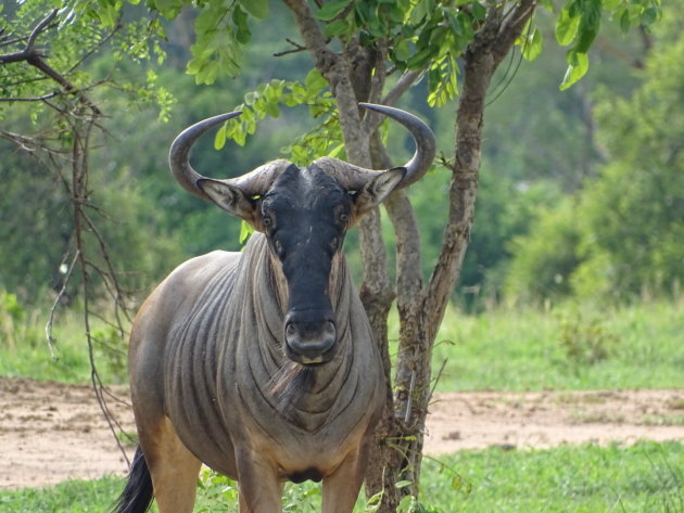 Oog in oog met wildebeest