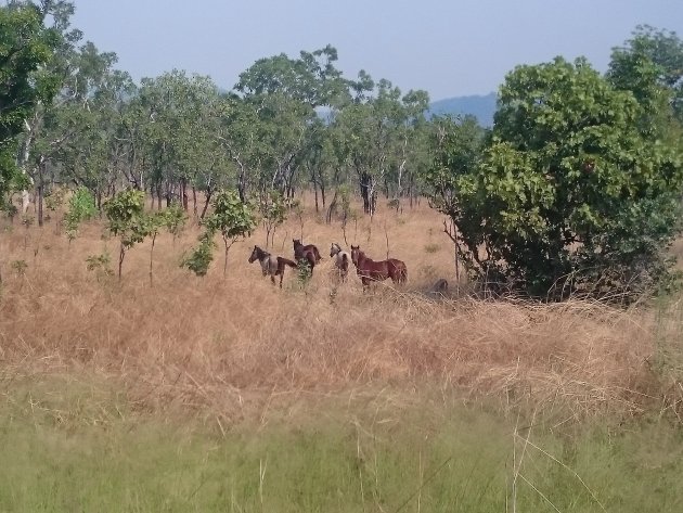 Wilde paarden