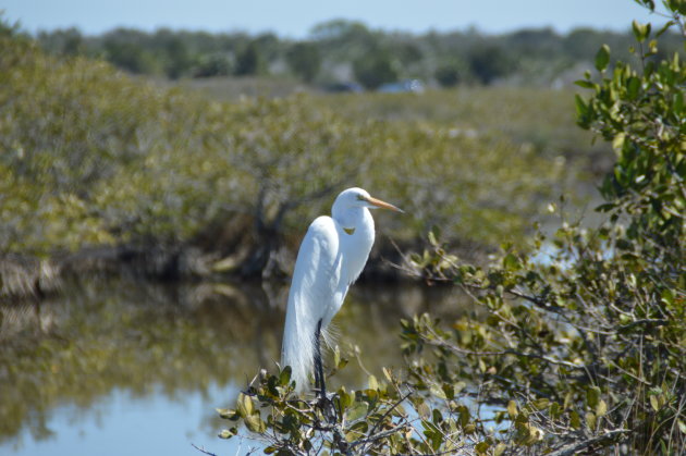 Merritt Island