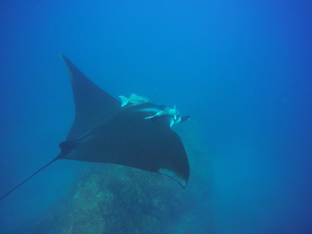 manta