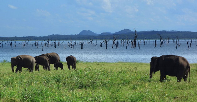 Kaudulla National Park