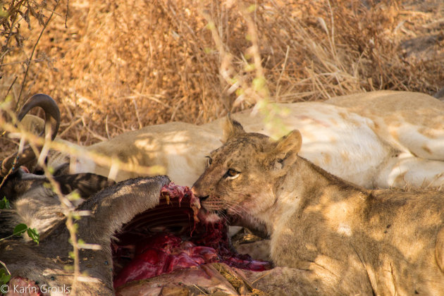 De échte wildlife vind je met gids in het ultieme safariland: Tanzania