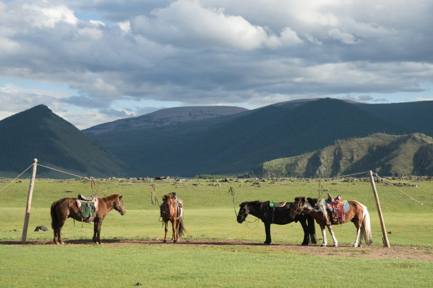Paardrijden in Mongolië