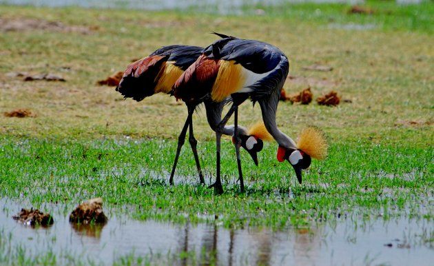  Mooie vogels