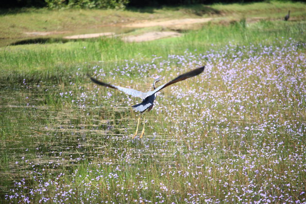 Opvliegende reiger