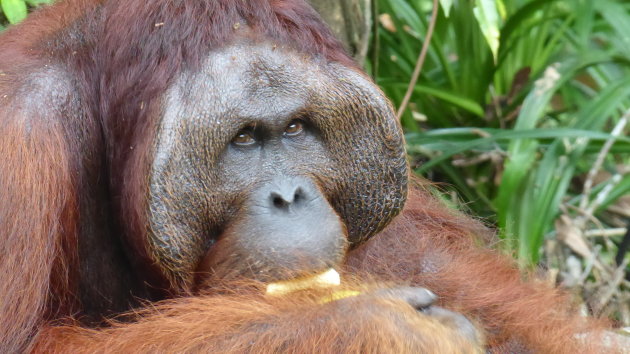 Orang-oetangs op Borneo
