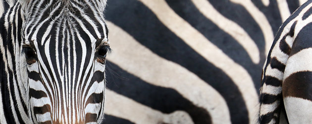 Zebra panorama