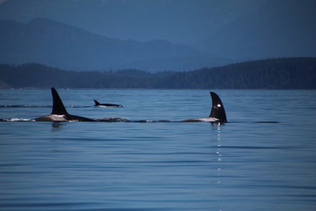 Killer whales