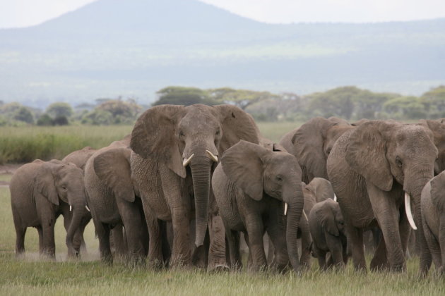 Elephant Parade  door Amboseli National Park