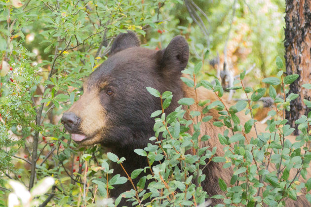 Berries are delicious!