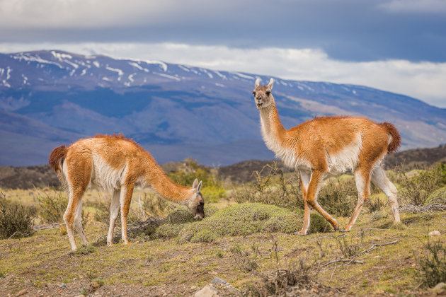 Guanaco's 