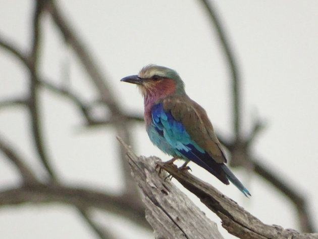 Lilac-breasted Roller 