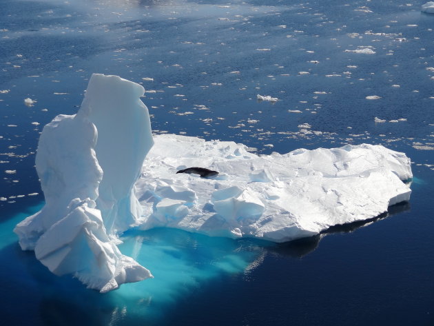 Lui leven op Antarctica