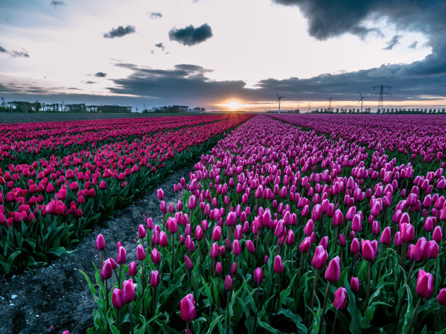 De tulpen van biddinghuizen