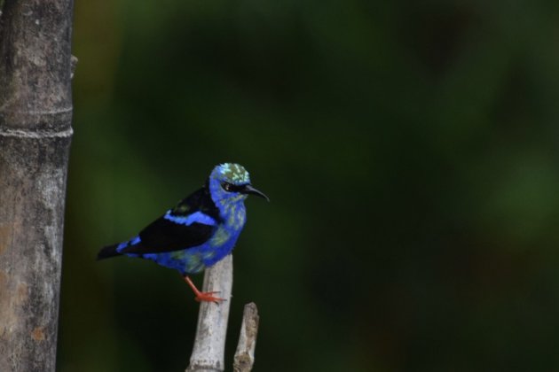 Lichten uit en spots aan...Fluorcerende Red Legged Honey Creeper