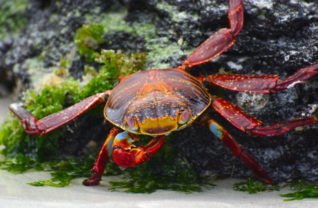 De rode krabben van de Galapagos eilanden