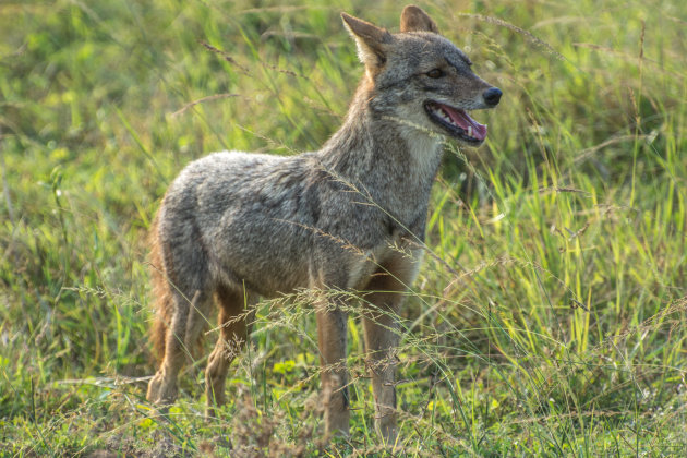 Jakhals, Yala NP