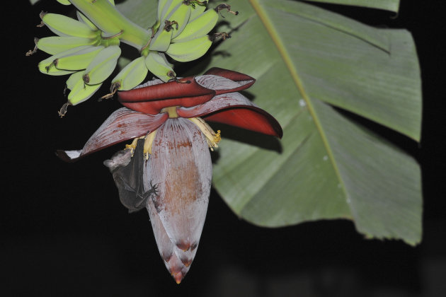 Vleermuis snoept van bananen bloem