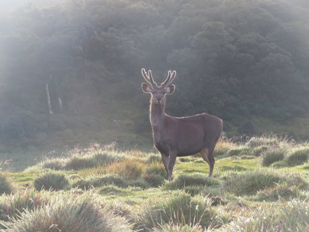 Sambarhert Horton Plains