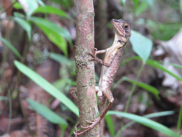 Kangaroo Lizard in Sinharaja Rain Forest