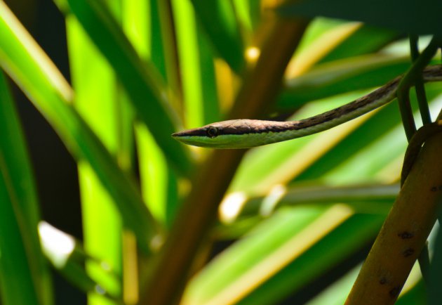 Op speurtocht in de jungle