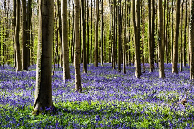 Het Hallerbos in Belgie