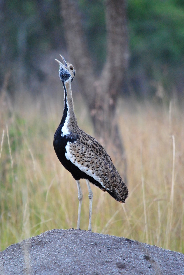 Onbekende vogel 