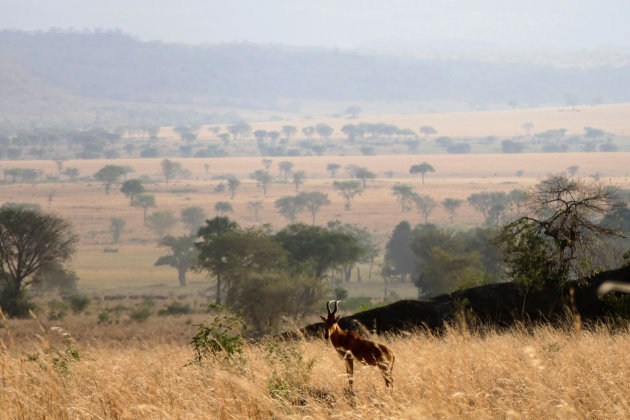 Hartebeest