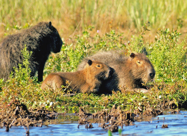 Veel Capibara's