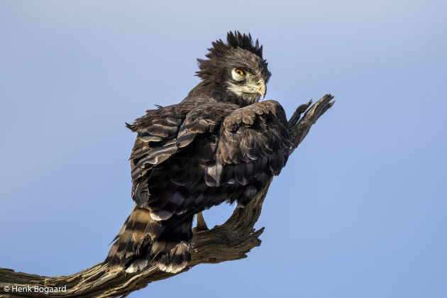 snake eagle in Kgalagadi