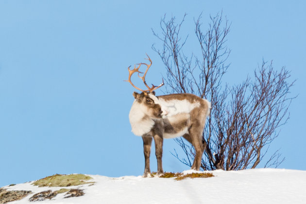 Wildlife in Malangen