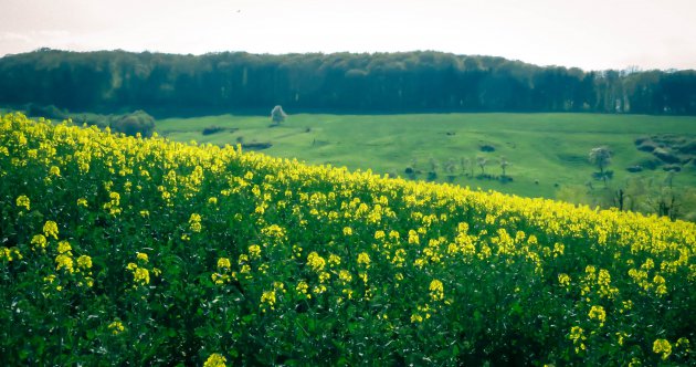   Heuvelachtige regio