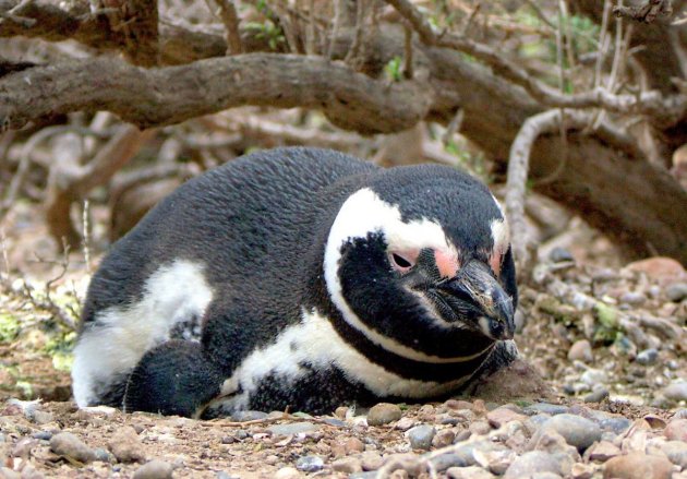 Magelhaen pinguin