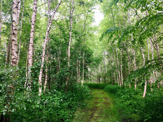 Flevohout: Bijzonder bos