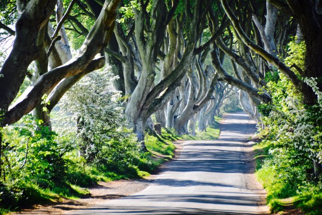 The Dark Hedges