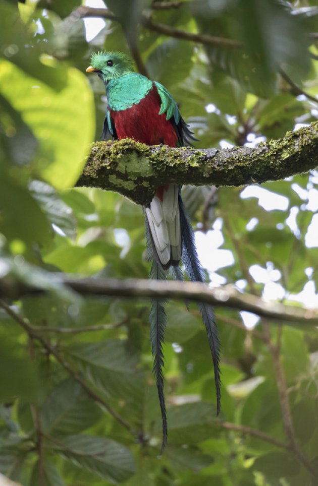 Quetzal